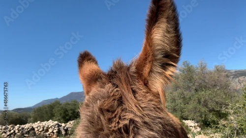 one brown donkey moves his ears listens in nature in a pasture among the mountains photo