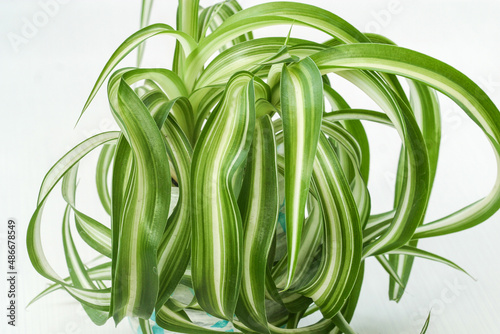 chlorophytum comosum, spider house plant evergreen perennial flowering plant