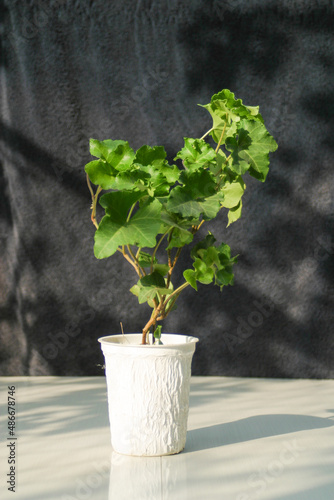 Hedera helix cristata ivy plant