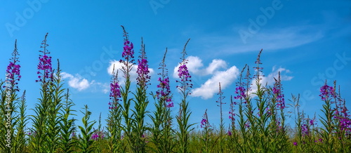 fireweed flowers against the blue sky photo