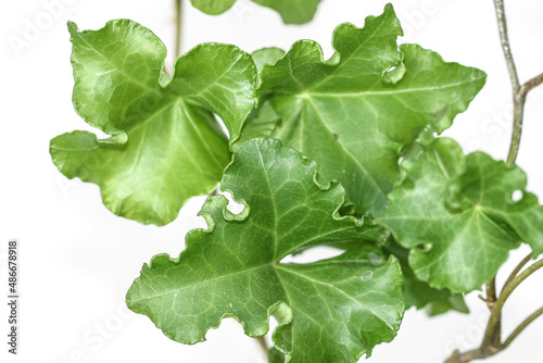 Hedera helix cristata ivy plant leaves on a white background