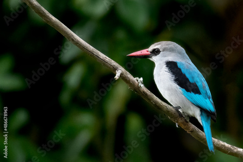 Photography Woodland kingfisher (Halcyon senegalensis) perched on a branch, Lake Mburo natio