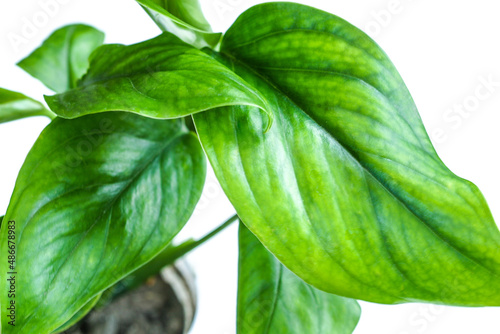 monstera house plant collection on a white background
