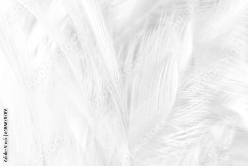 chicken feather macro,Beautiful white gray colors tone feather texture background ,