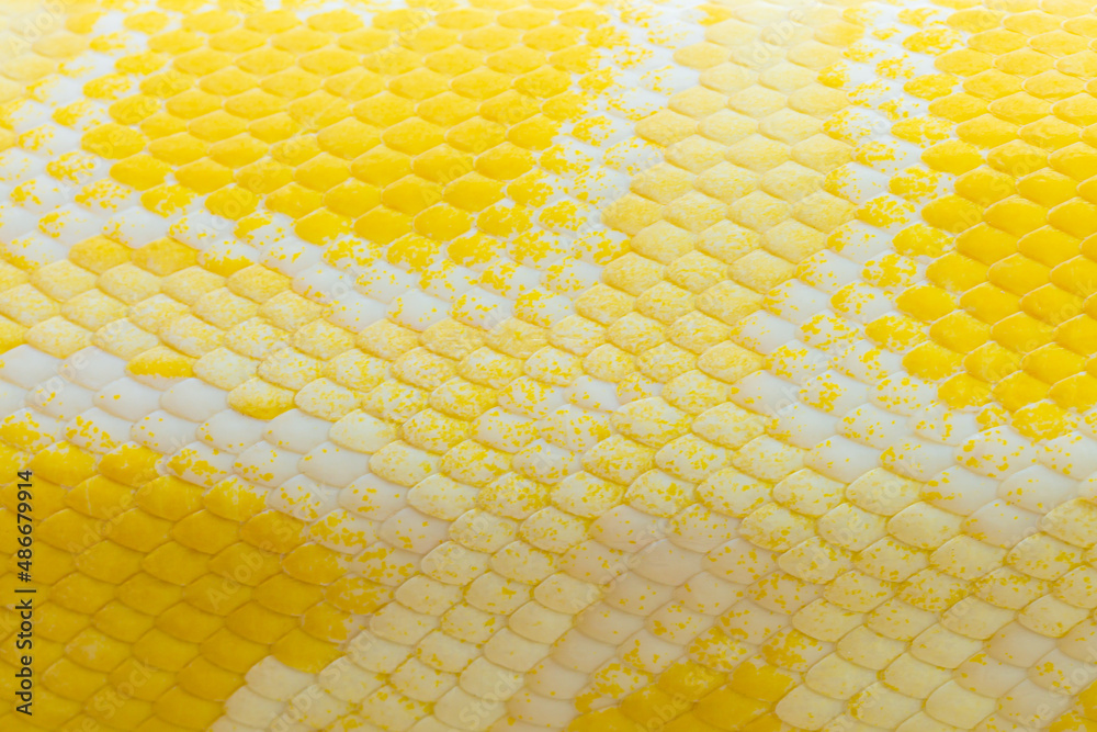 Golden python scale texture,close up view of golden python (Python ...