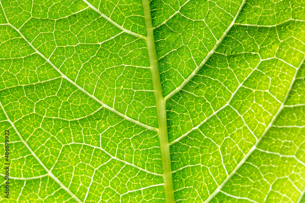 green macro leaf,beautiful large clear raindrops on macro green leaves water drops sparkling in the morning sunlight beautiful leaf texture in nature natural background free space
green macro leaf,beautiful large clear raindrops on macro green leaves water drops sparkling in the morning sunlight beautiful leaf texture in nature natural background free space