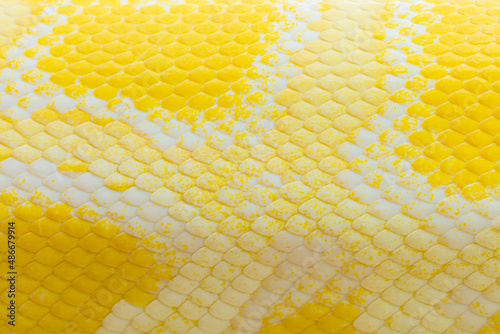 Golden python scale texture,close up view of golden python (Python bivittatus) skin texture,Scales of a golden python ,Texture. The skin of a live yellow snake with white stripes. Gold reticulated pyt