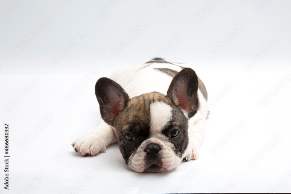 french bulldog puppy on white background