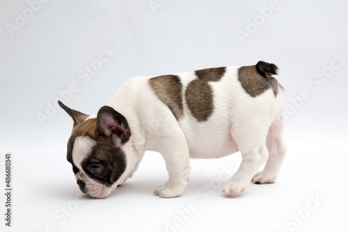 french bulldog puppy on white background