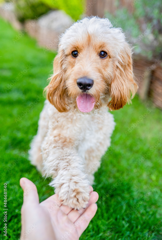 Cockapoo dog gives paw, obedience training in the garden
