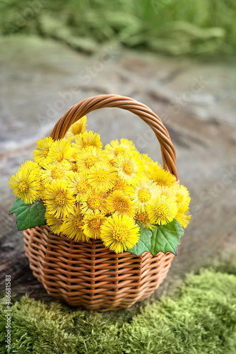 fresh spring coltsfoot flowers in wicker basket outdoor  natural background. Healing plant coltsfoot  Tussilago farfara  used in traditional medicine. first flowers of early spring season