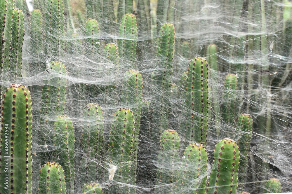 Fototapeta premium Cobweb belonging to Cyrtophora citricola tent-web spider covers vegetation
