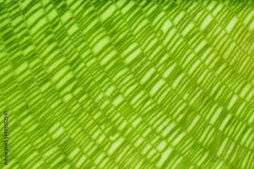 Closeup on the green mosaic pattern leaf of Calathea musaica