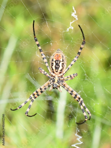 Banded garden spider Argiope trifasciata orbweaver in web showing spinning gland
