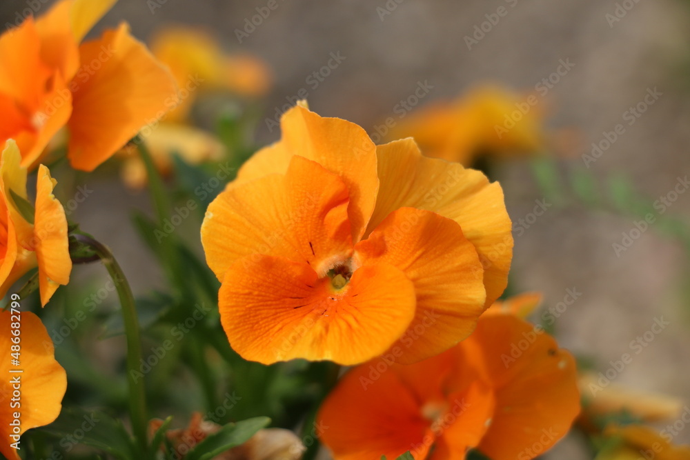 red poppy flower red poppy flower