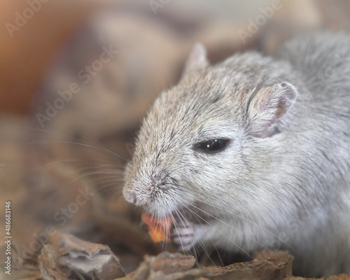 Close up of gerbil eating