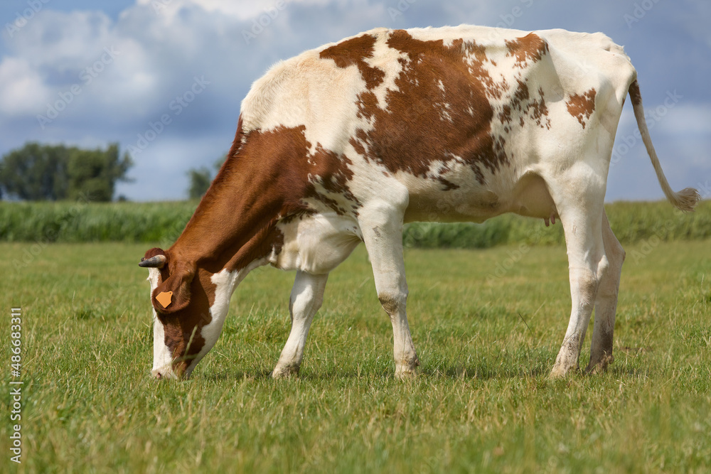 Brown white Flemish double purpose cow