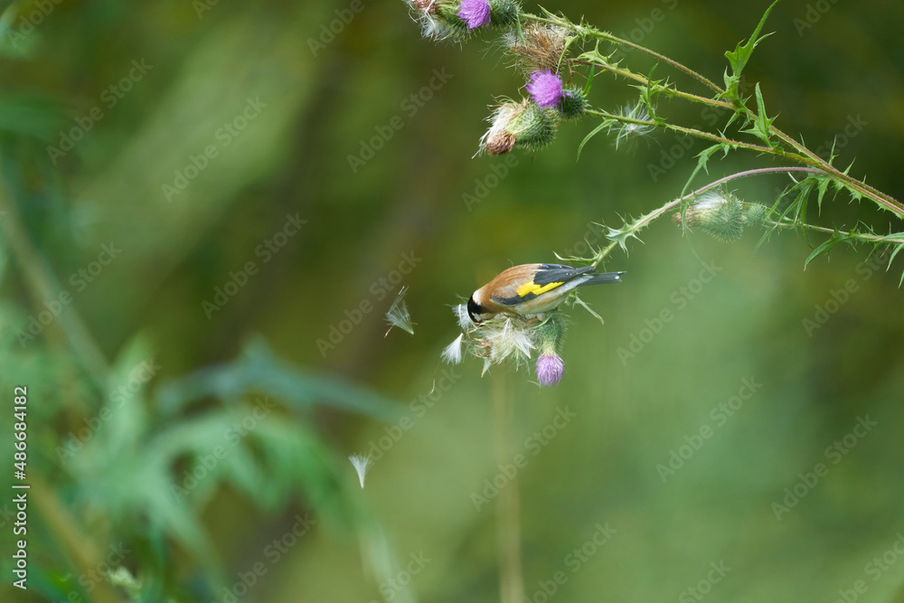 Fototapeta premium european goldfinch sitting on a purple thistle