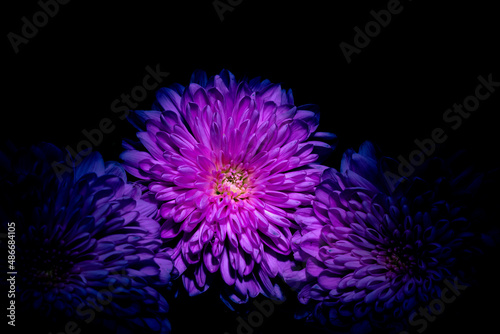 dark purple flower dahlia macro isolated on black. red dahlia, close-up. Black background. Nature flower artificial light. 