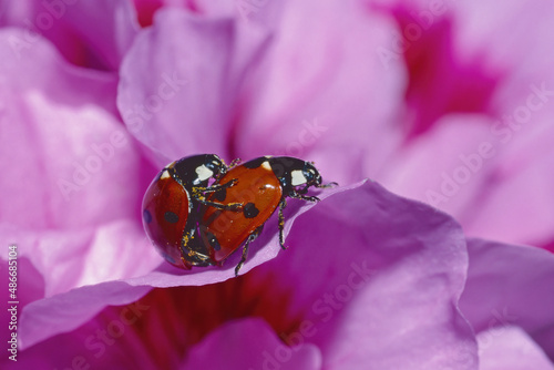 seven-spotted ladybug mating photo