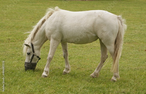 white horse in the pasture