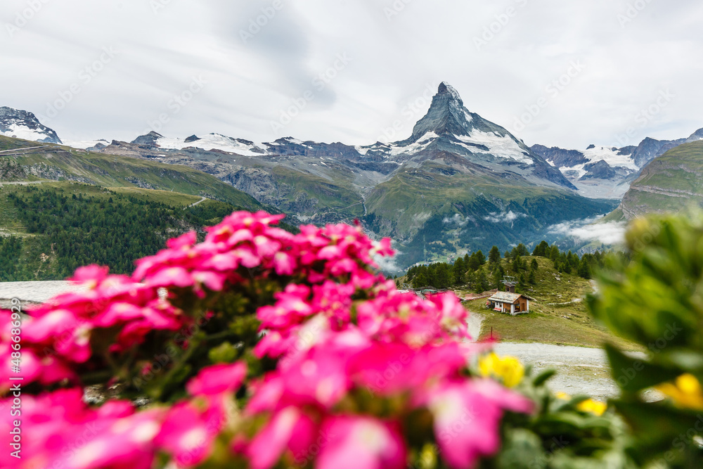 Idyllic landscape in the Alps with fresh green meadows and blooming flowers and snowcapped mountain tops in the background.