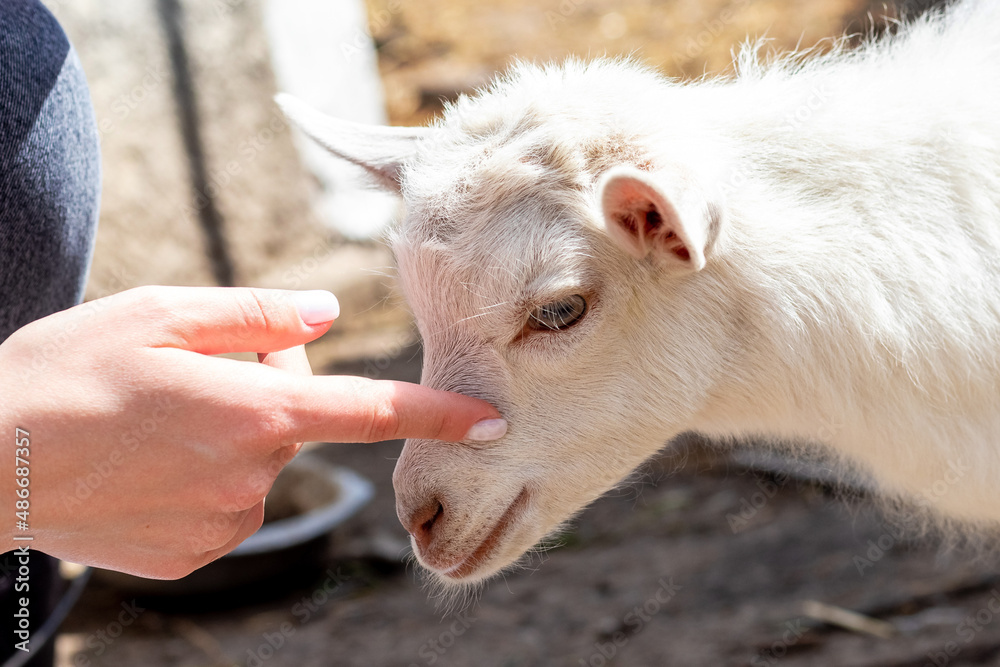 Fototapeta premium The girl caresses the young goat. Girl with a goat