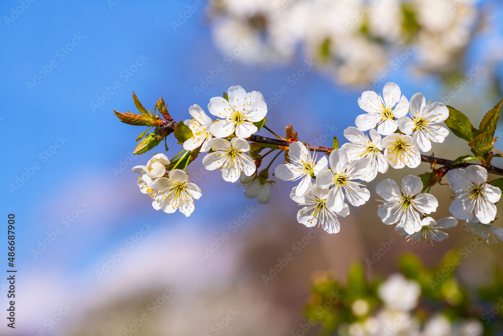 Cherry branch with white flowers on a background of blue sky