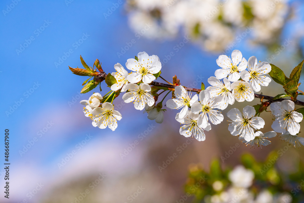 Cherry branch with white flowers on a background of blue sky Cherry branch with white flowers on a background of blue sky