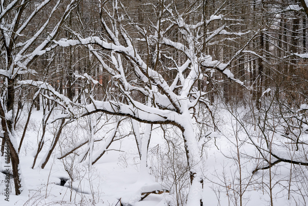 White snow on a bare tree branches on a frosty winter day, close up. Natural background. Selective botanical background. High quality photo White snow on a bare tree branches on a frosty winter day, close up. Natural background. Selective botanical background. High quality photo