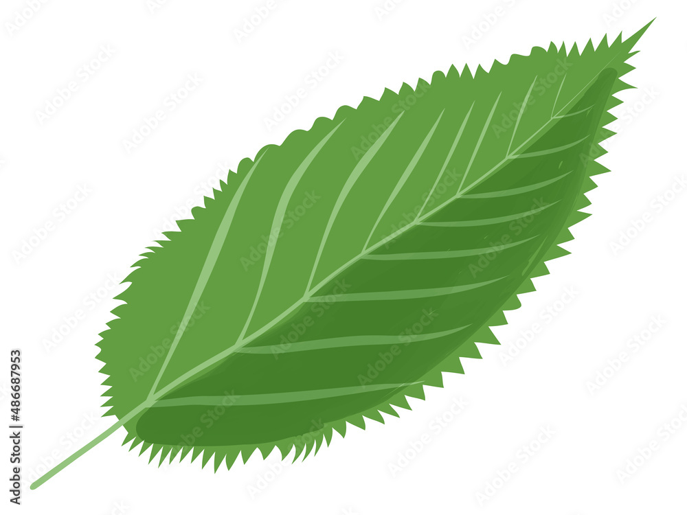 水彩風テクスチャの緑の葉 桜の葉の単品イラスト Stock ベクター Adobe Stock