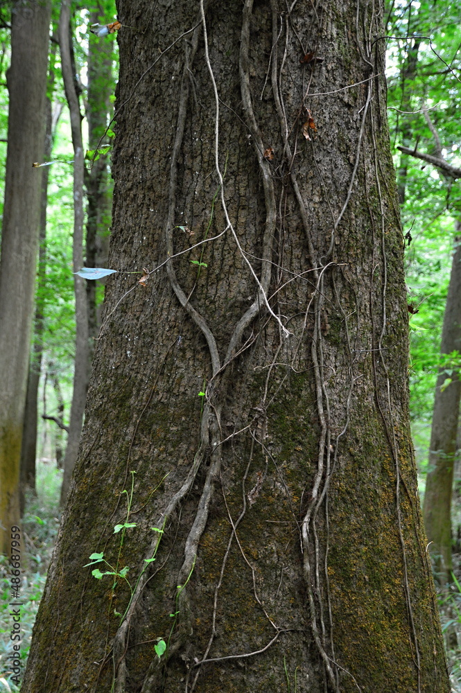 Obraz premium Sumpf Landschaft im Congaree National Park, South Carolina