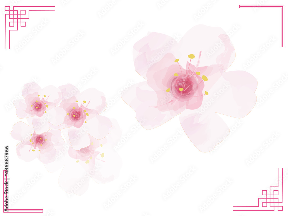Fototapeta premium 水彩タッチの桜の花の集まり、桜の花の単品イラストのセット