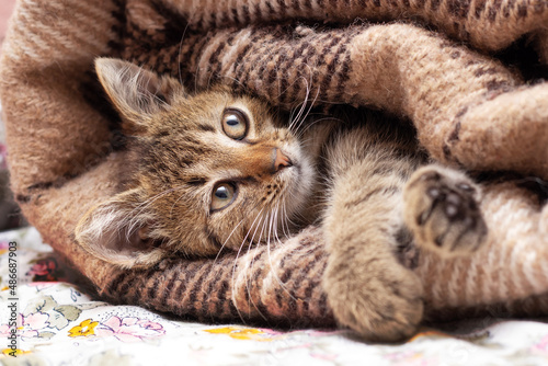 A small cute striped kitten wrapped in a plaid, the kitten is resting