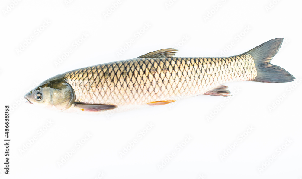 A fresh grass carp on a white background A fresh grass carp on a white background
