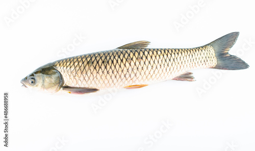 A fresh grass carp on a white background photo