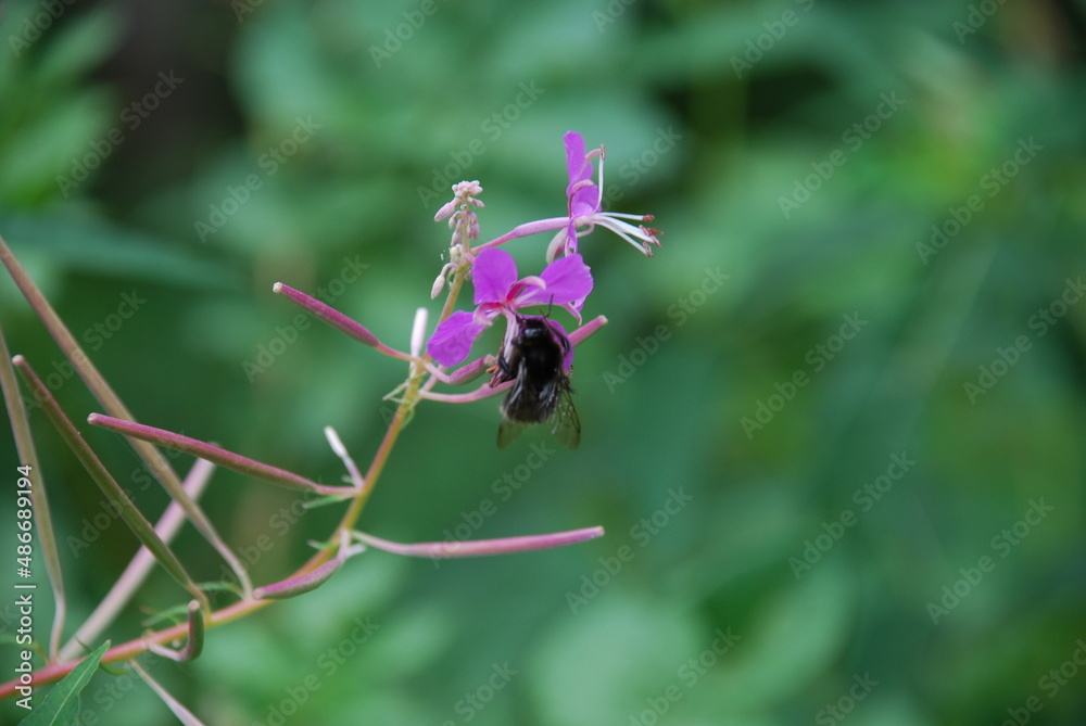 A bumblebee collects nectar on the flowers of fireweed. A black-and-yellow hairy bumblebee sits on a blooming pink small flower and collects nectar from it. A bumblebee collects nectar on the flowers of fireweed. A black-and-yellow hairy bumblebee sits on a blooming pink small flower and collects nectar from it.