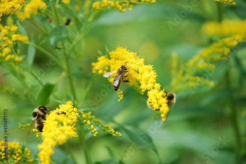 Insects on Canadian goldenrod. The Canadian goldenrod plant blooms with many small, bright yellow flowers. Bees, bumblebees and other insects crawl through the flowers and collect nectar