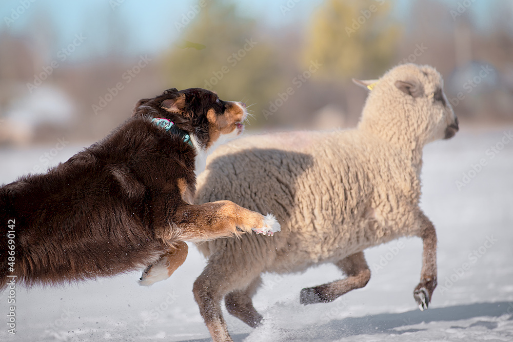 Naklejka premium australian shepherd playing with sheep