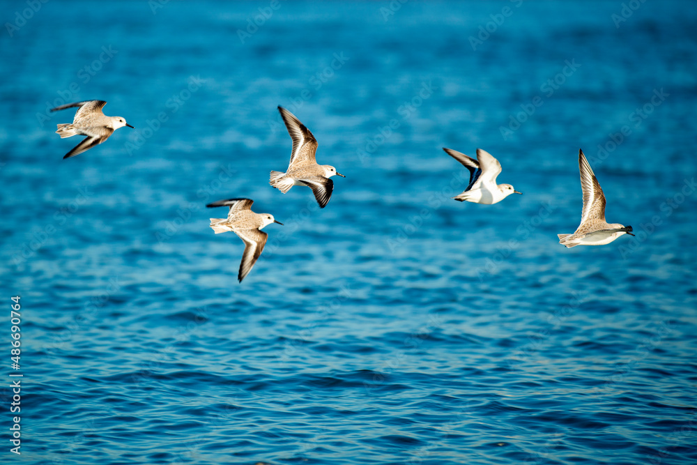 Obraz premium Groupe de goélands juvéniles en vol