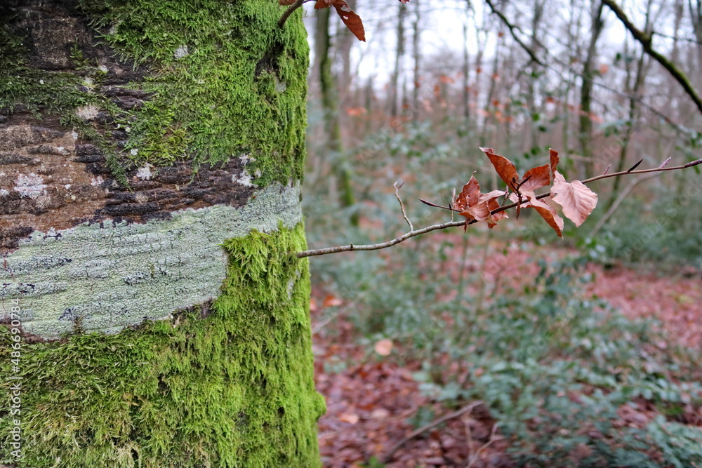 Petite feuille morte accrochée à un tronc d'arbre. Stock Photo Adobe