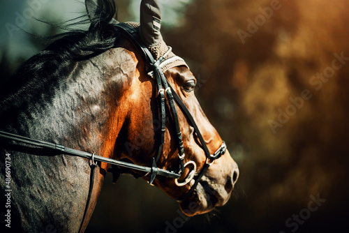 Portrait of a beautiful bay horse with a bridle on its muzzle, galloping fast on a sunny autumn day. Equestrian sports.