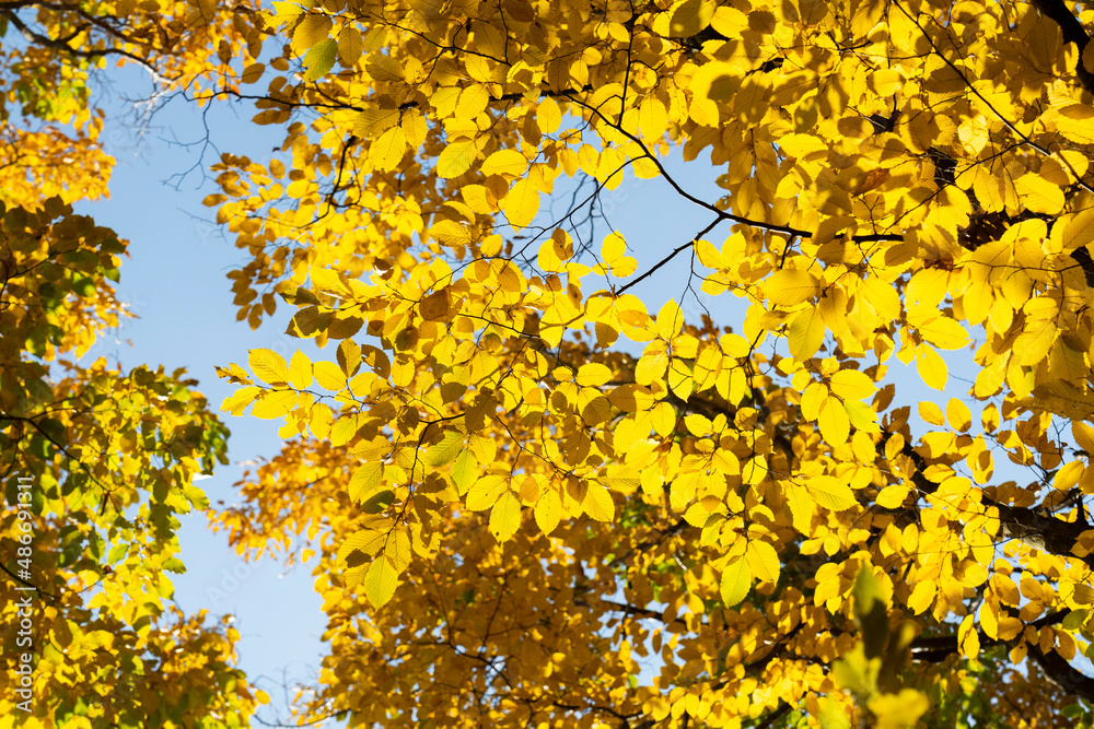 View from below of tree branches with yellow leaves.