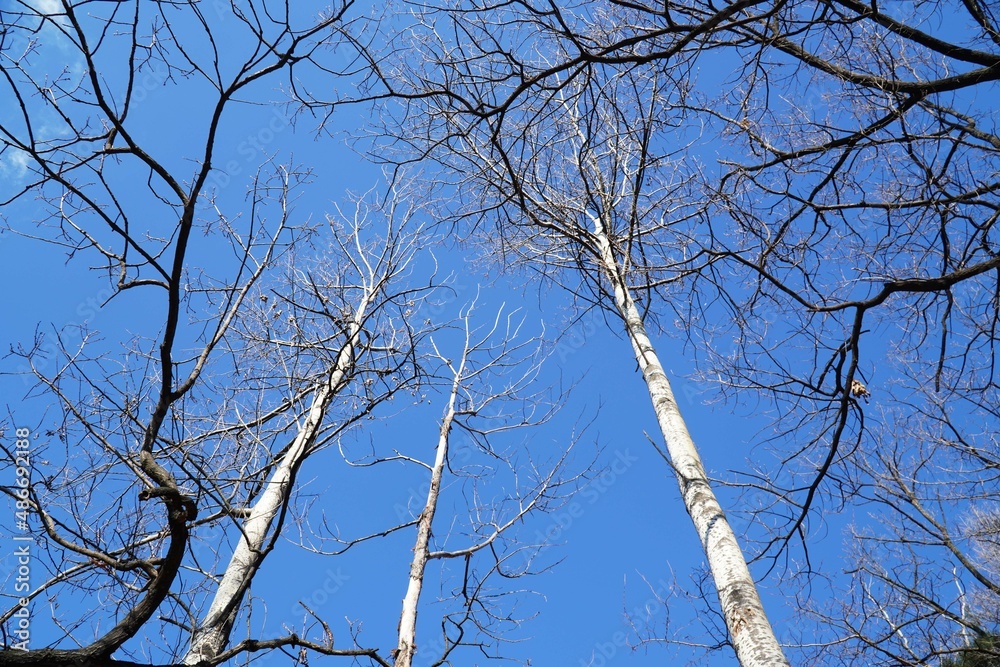 Obraz premium The blue sky, rocks, and trees.