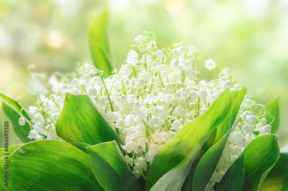 Obraz premium Fresh spring lilies of the valley on natural green blurry background