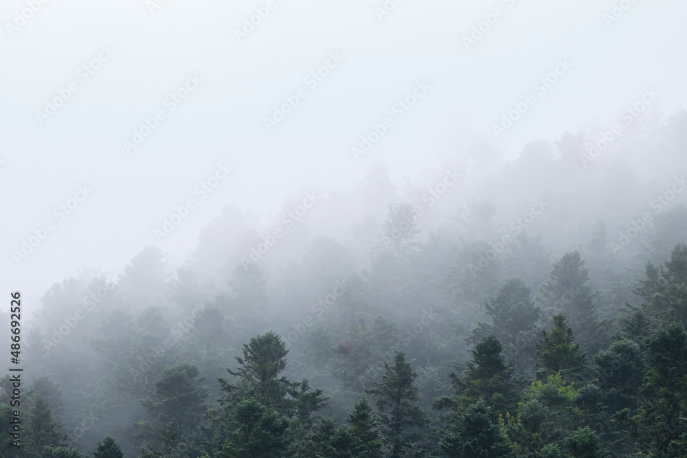 mist covered pine forest