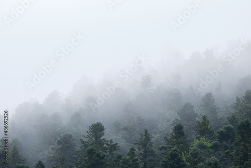mist covered pine forest © jordi
