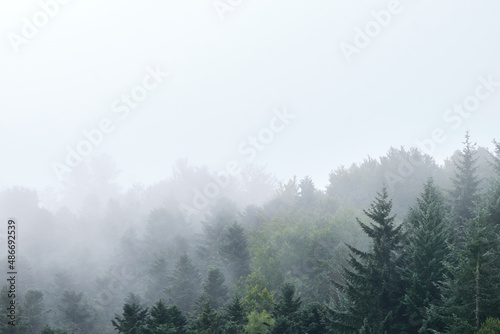 Fototapeta Naklejka Na Ścianę i Meble -  mist covered pine forest
