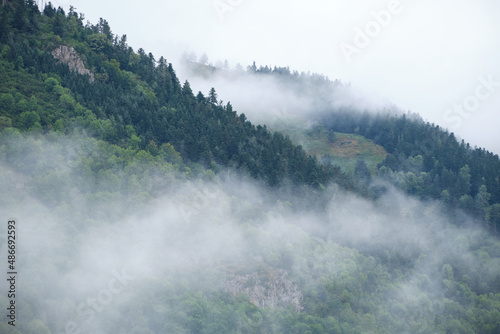 mist covered pine forest