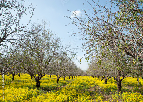 Landscape with almond trees in spring. Israel.